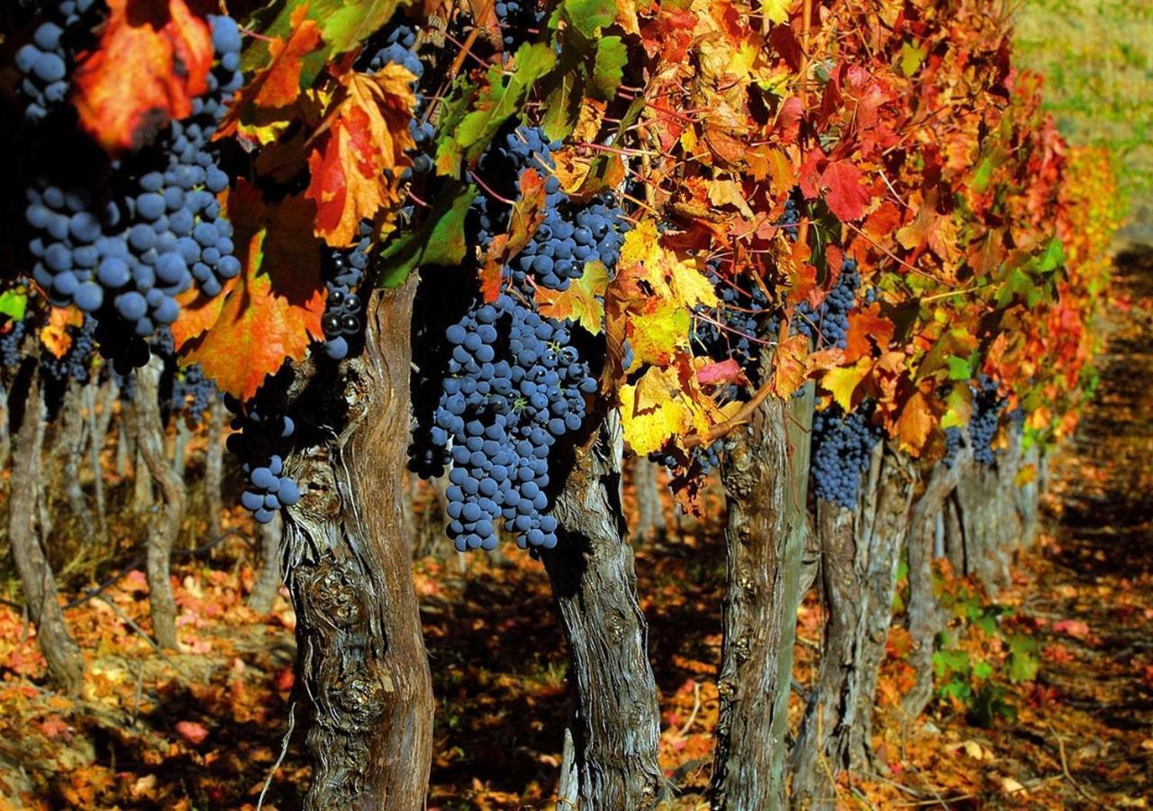 Masseria Le Querciole Fauglia Luaran gambar