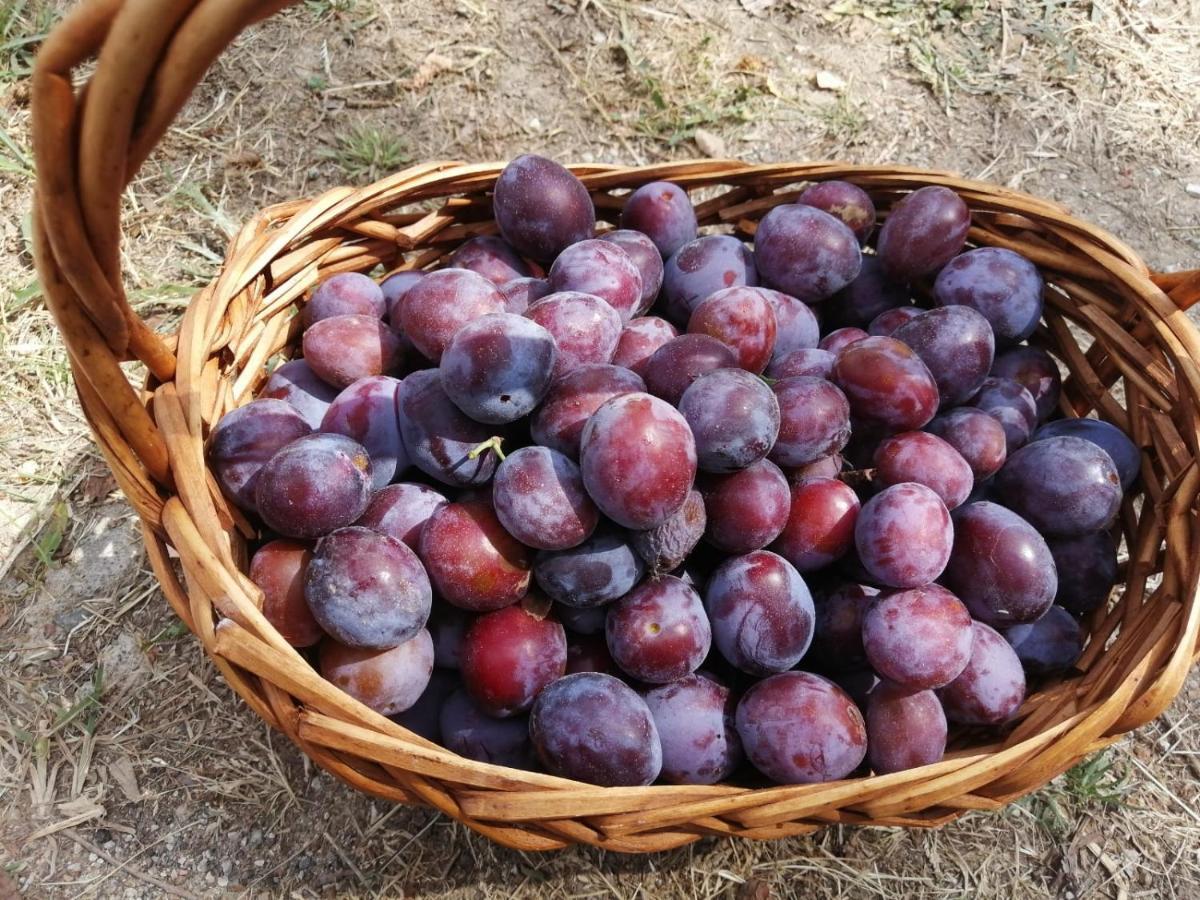 Masseria Le Querciole Fauglia Luaran gambar