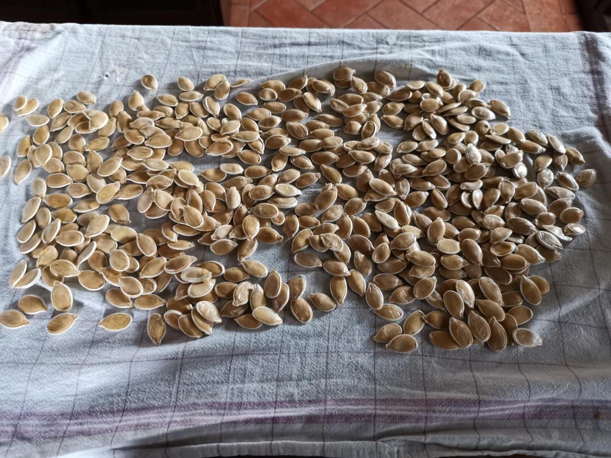 Masseria Le Querciole Fauglia Luaran gambar