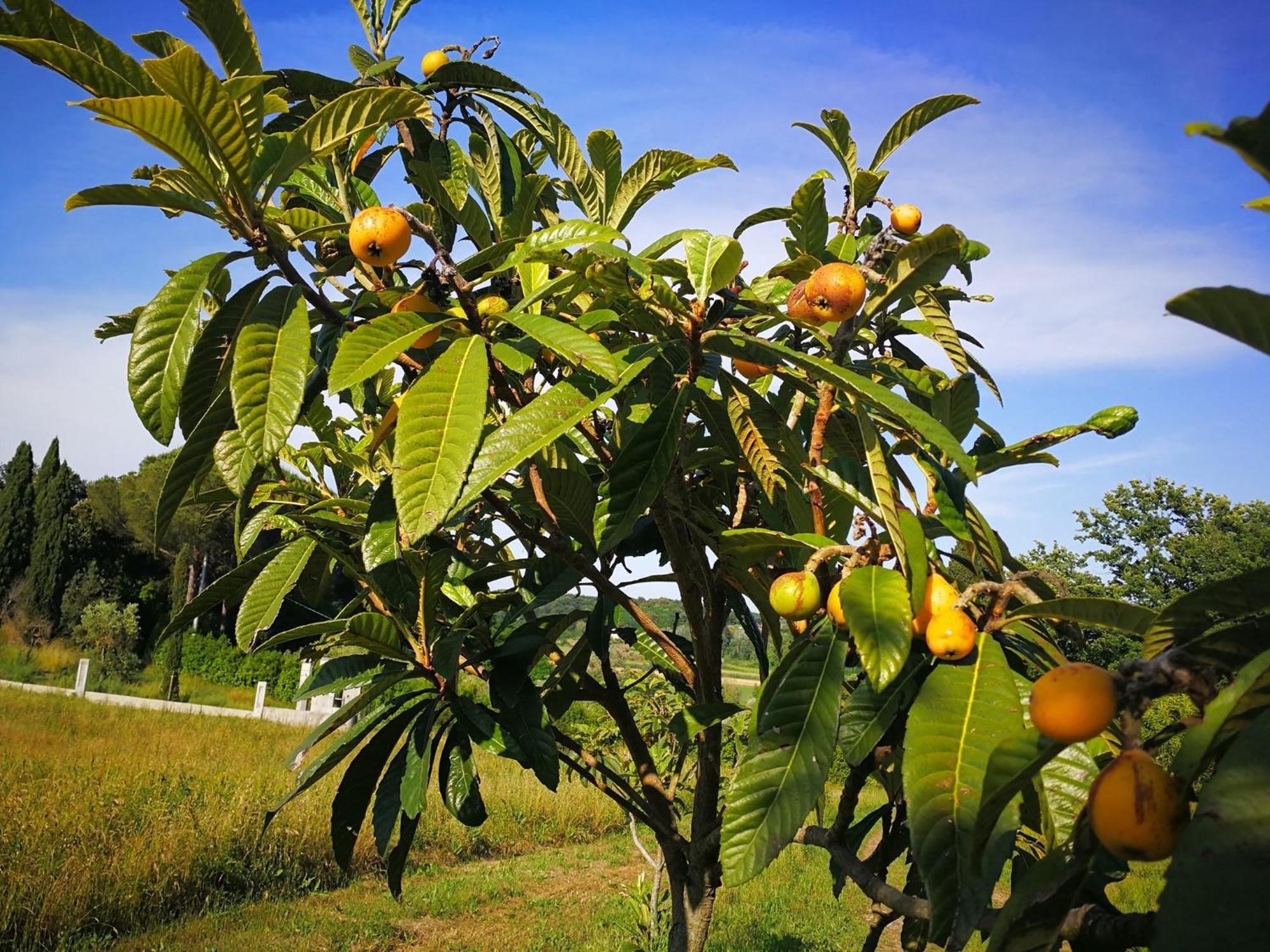 Masseria Le Querciole Fauglia Luaran gambar